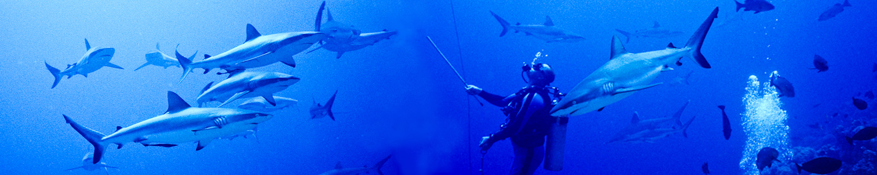 Shark Banner