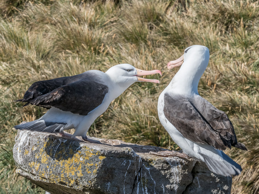 Domestic between nesting Black Browed Albatrosses - Falkland Islands