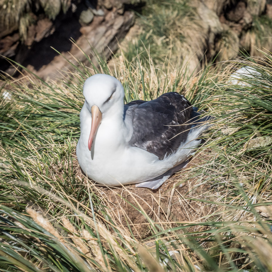 Nesting Black Browed Albatross - Falkland Islands