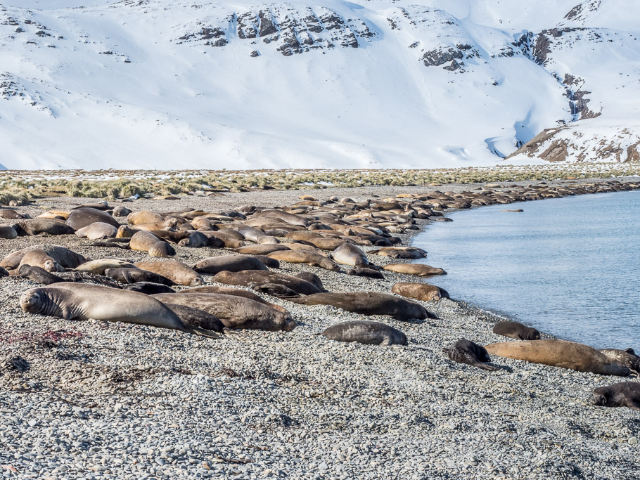 Elephant Seals at Jasons Harbour - South Georgia