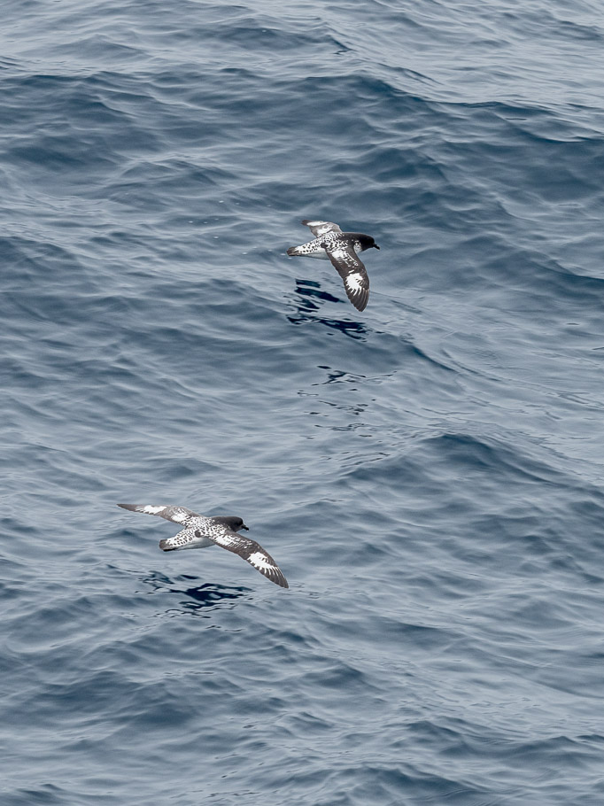 Cape Petrels at Sea