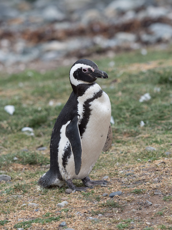 Magellanic Penguin - Magdelena Is, Patagonia