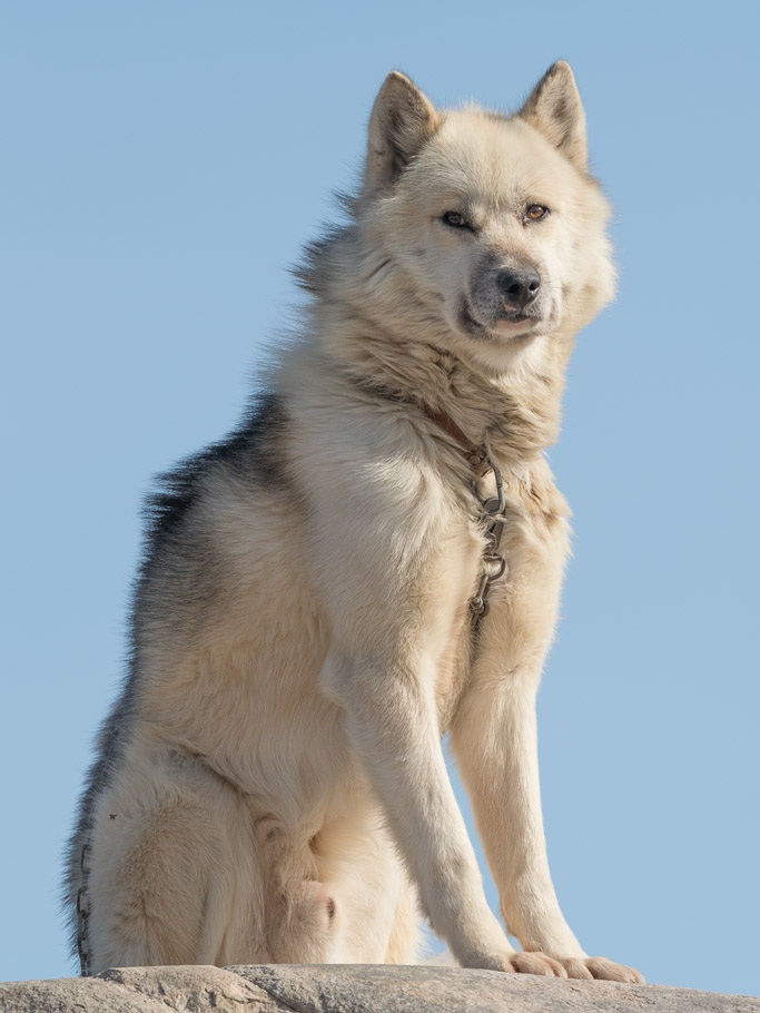 Sled Dog 4 - Ilulissat