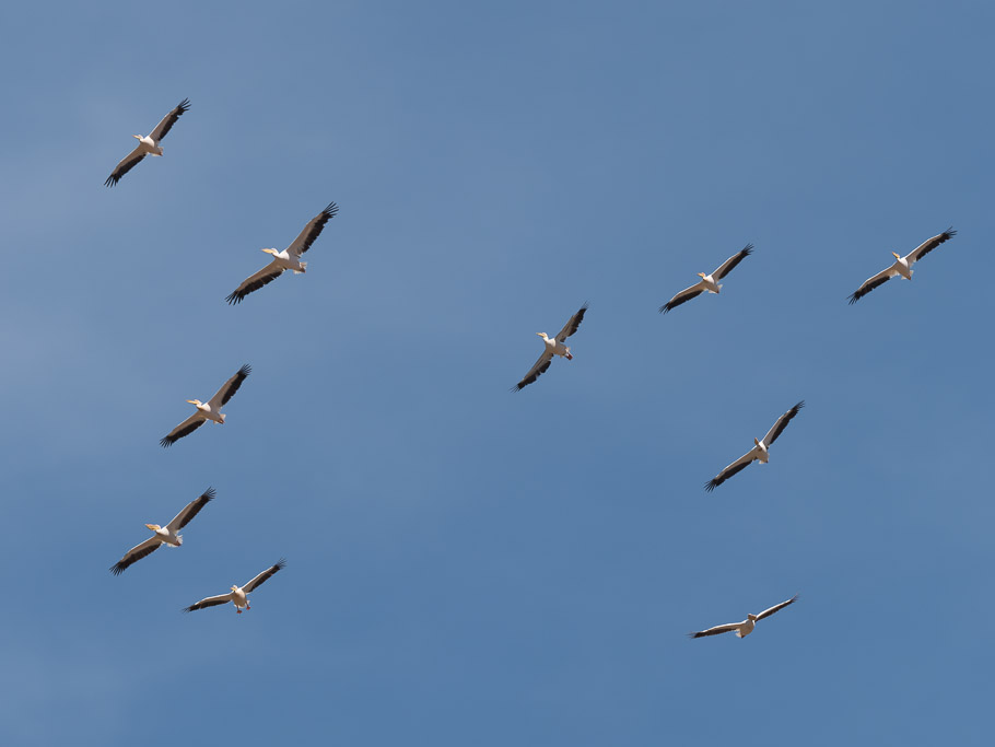 Pelicans in Flight - Lake Nakuru