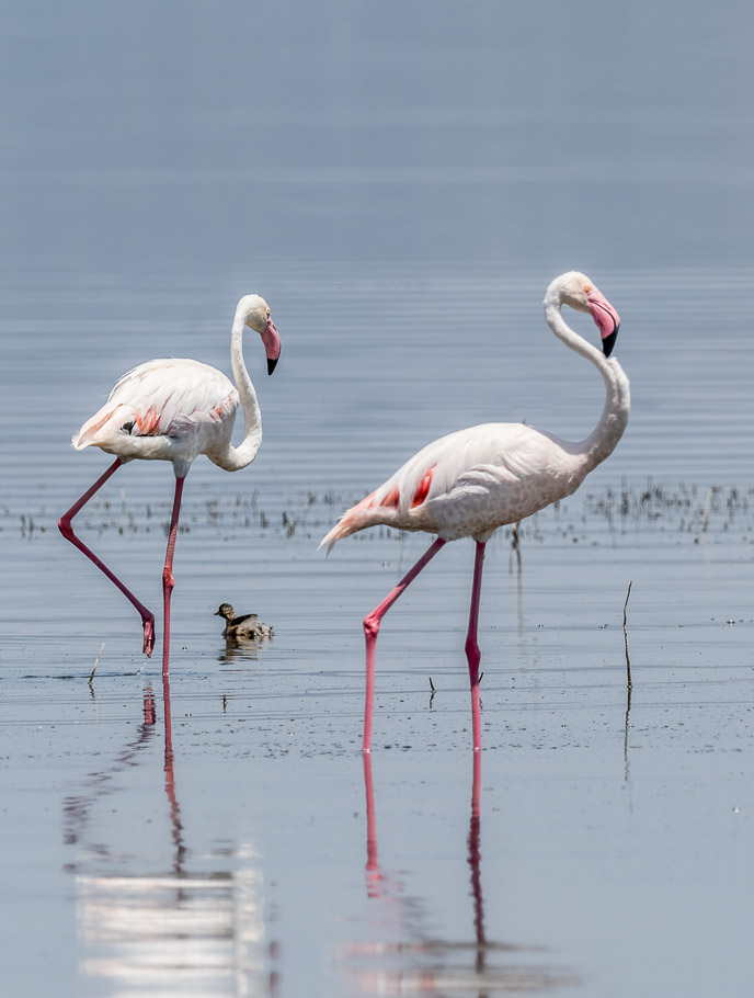 Wading Flamingos - Lake Nakuru