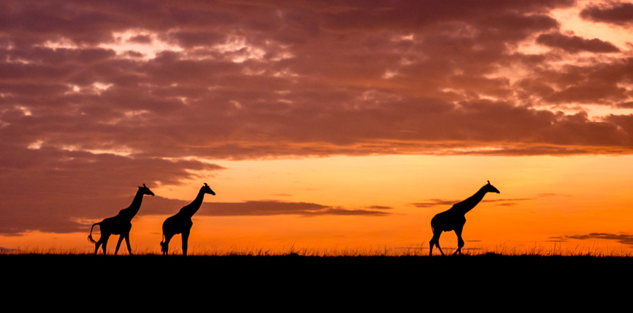 Giraffe at Dawn - Maasai Mara
