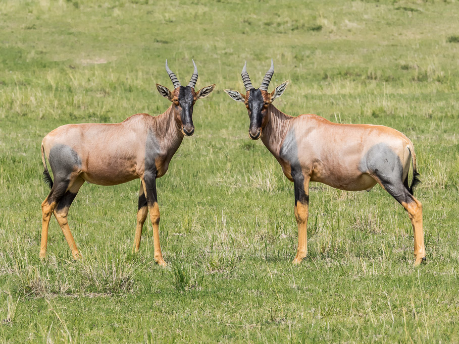 Mirror Image Topi 2 - Maasai Mara