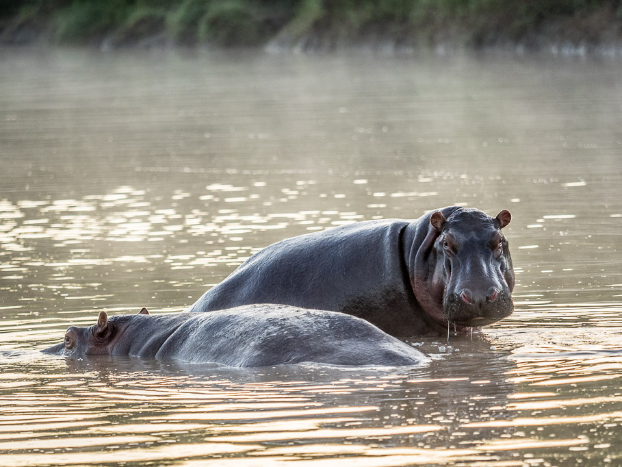 Hippos in the Mist - Maasai Mara