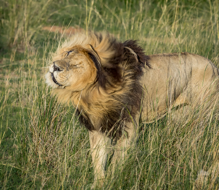 'Scar' the Lion Shaking his Mane - Maasai Mara