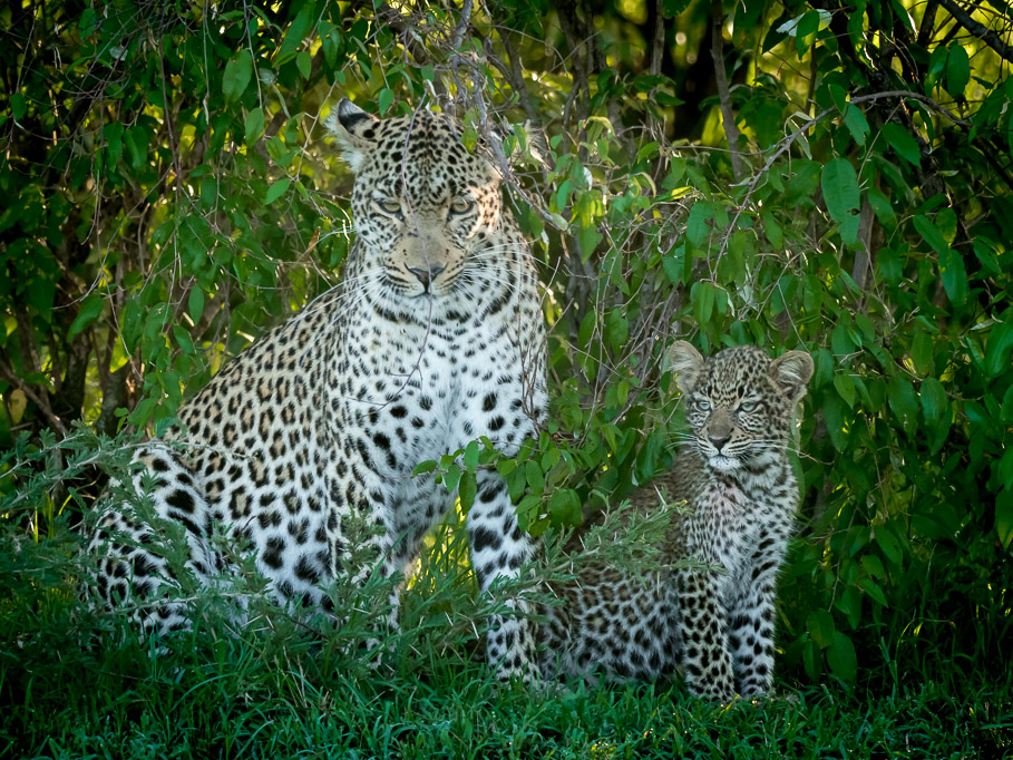 Leopards 'Fig and Figlet' - Maasai Mara