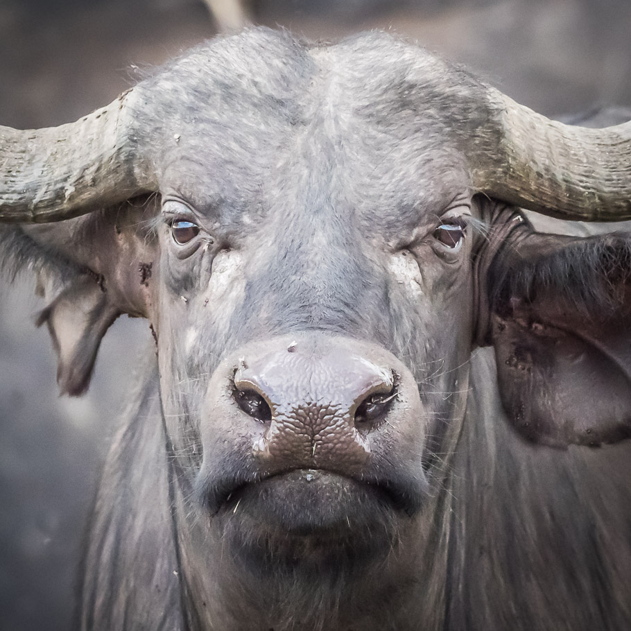 Buffalo Portrait - Maasai Mara