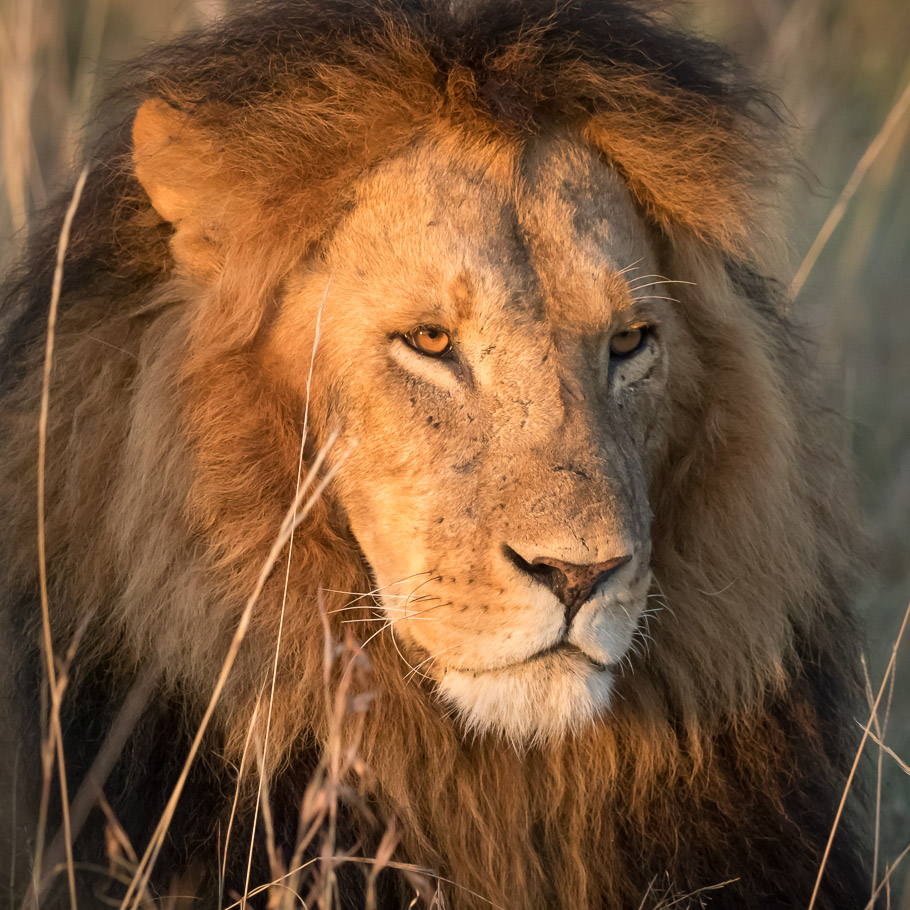 Contemplative Lion in Morning Light - Maasai Mara