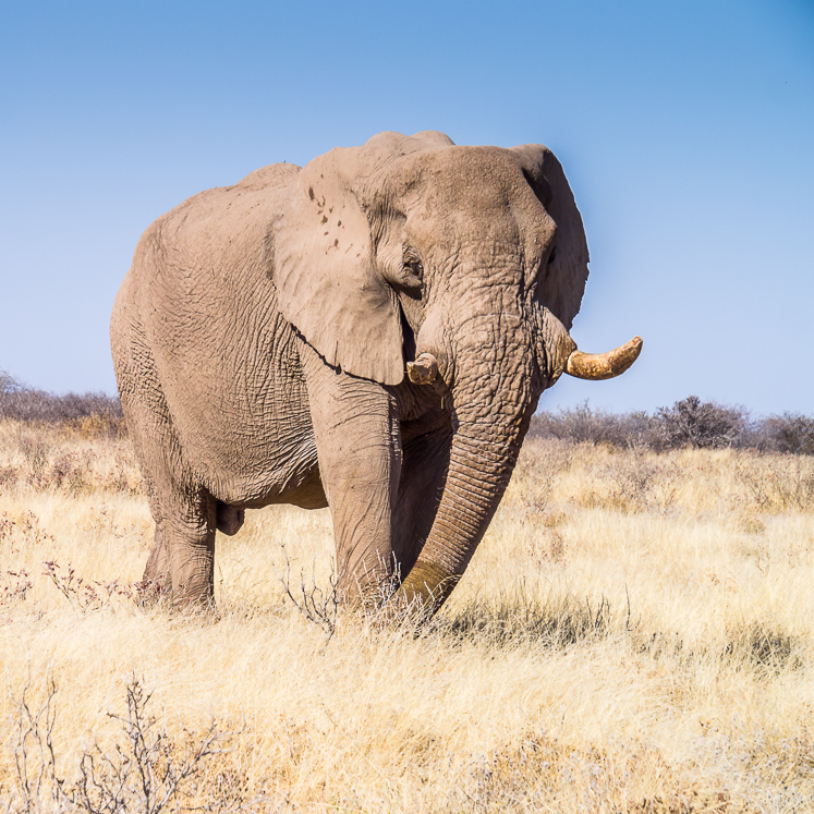 Bull Elephant - Etosha National Park