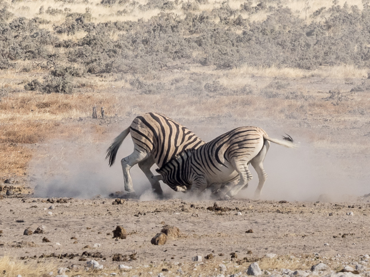 Zebra Spat - Etosha National Park
