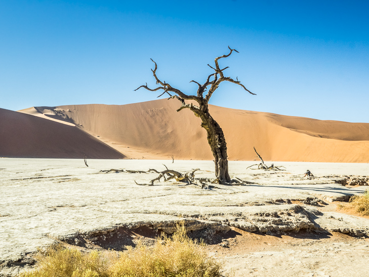 Tree at Deadvlei
