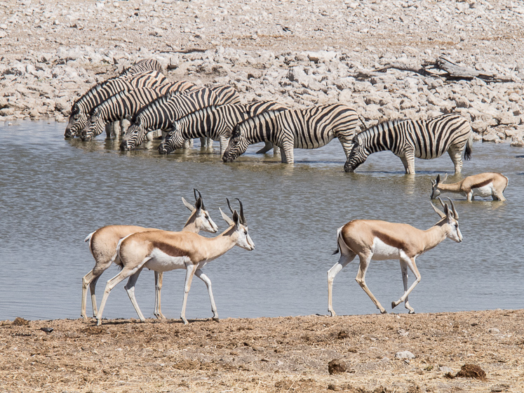 Zebra drinking with Springbok - Etosha National Park