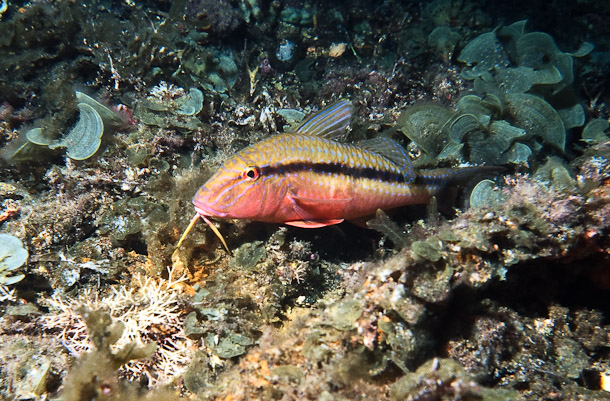 Goatfish