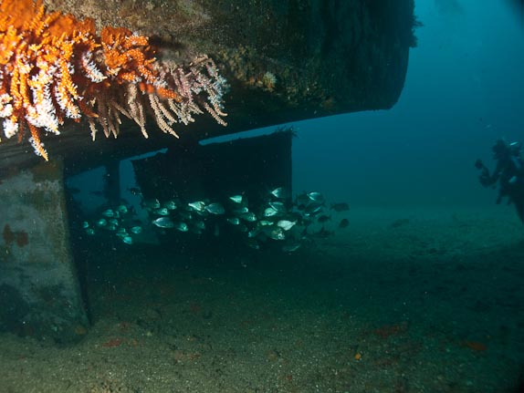 Soft Corals and Stern - Swan Wreck