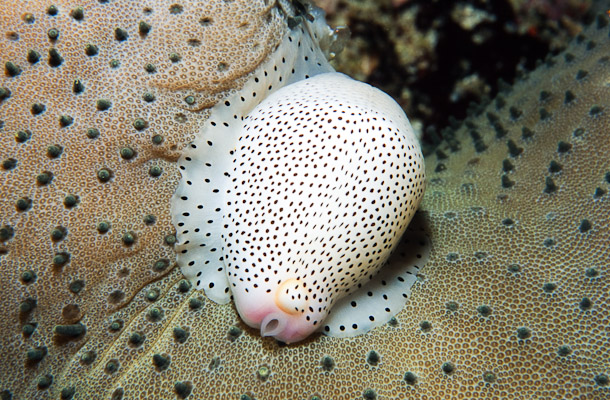 Egg Cowrie