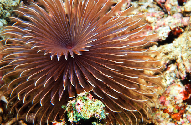 Tubeworm