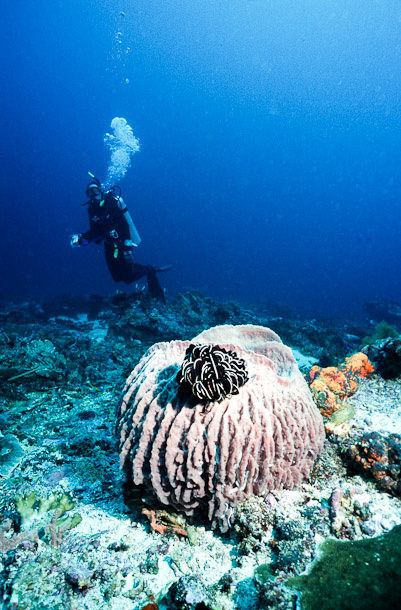 Harriet and Barrel Sponge - Mangrove