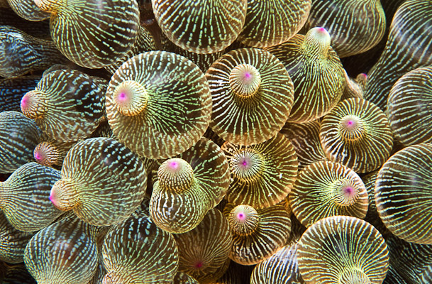 Entacmaea Quadricolor - Sengeang Is