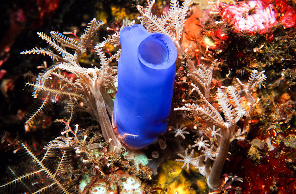 Blue Ascidian