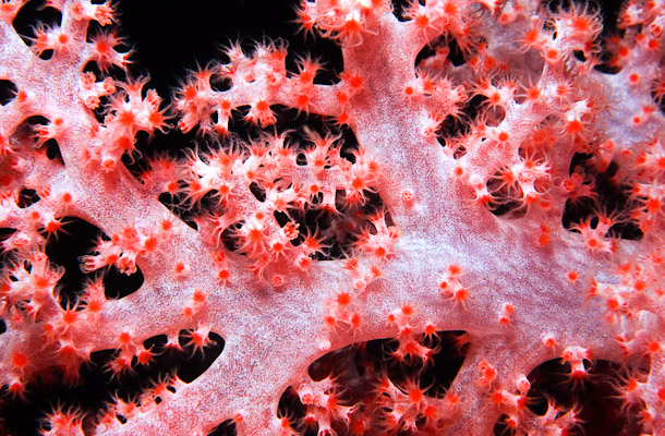 Soft Coral