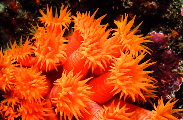 Tubastrea Coral - Sengeang Is