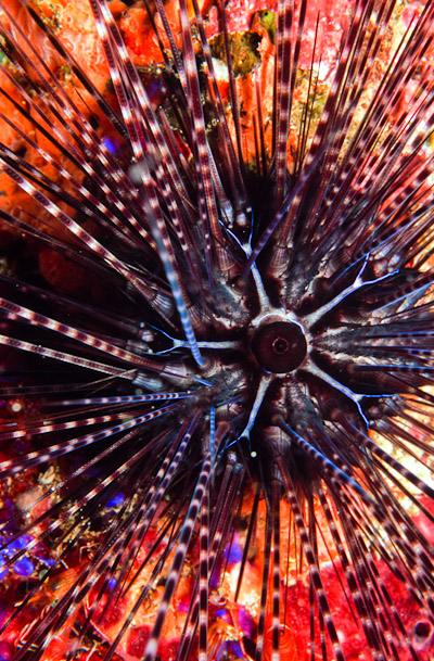 Sea Urchin - Sengeang Is