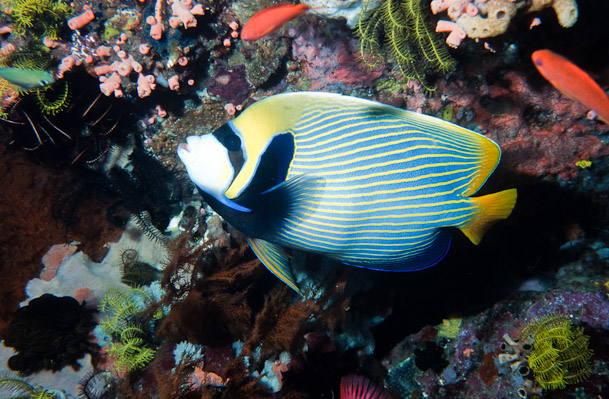 Pomacanthus Imperator at 40 m
