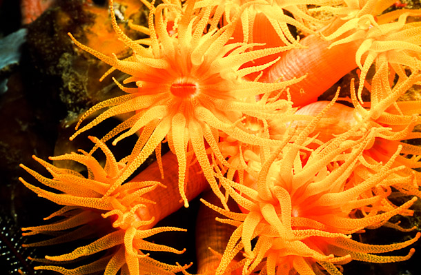 Soft Coral