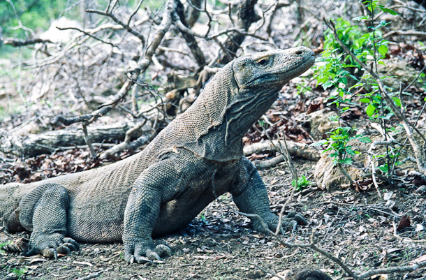 Komodo Dragon