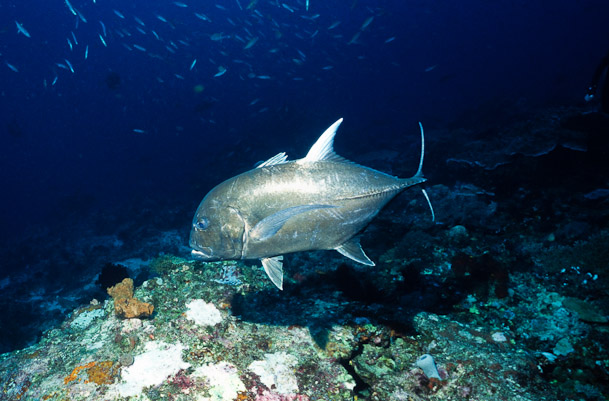 Giant Trevally