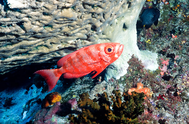 Crescent-tail Bigeye (Priacanthus Hamrur)