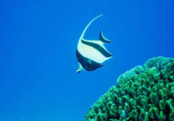 Moorish Idol in the Blue