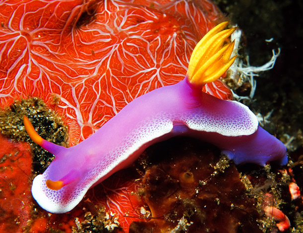 Chromodoris Bullocki on Sponge