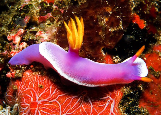 Chromodoris Bullocki on sponge