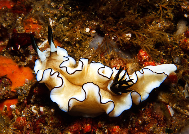 Black-margined Glossodoris