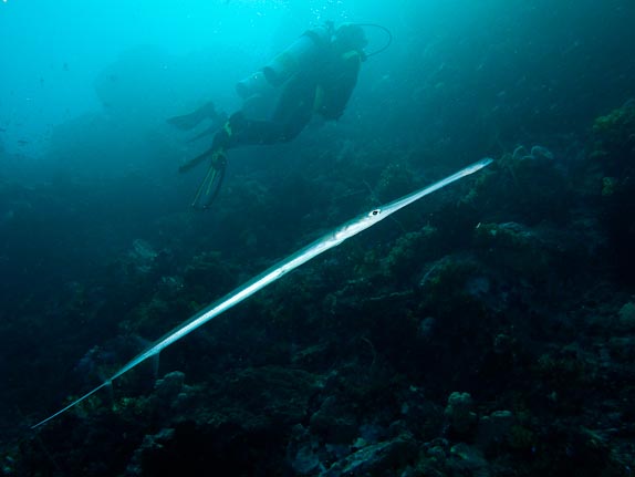 Smooth flutemouth and diver at Crystal Rock