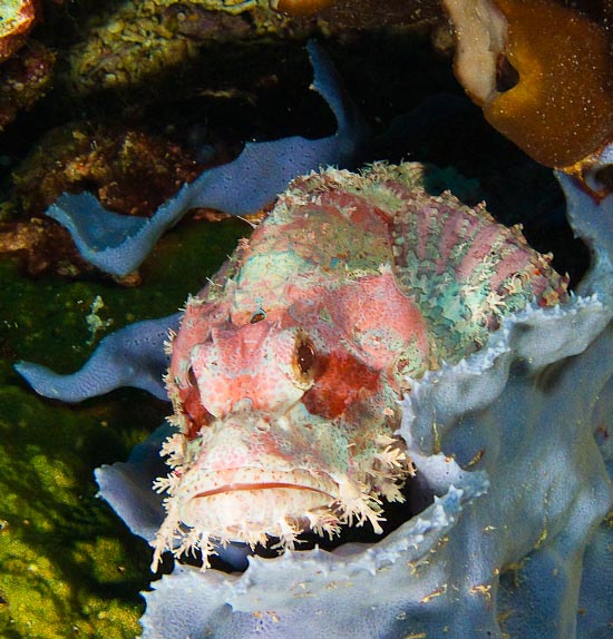Scorpionfish at Toko Toko Island