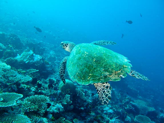 Loggerhead turtle at Tawar Besar