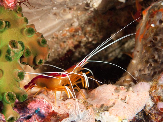 White-striped cleaner shrimps at Batu Bolong