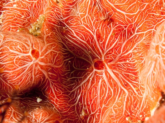 Red Sponge Texture (Clathria sp) at Boulders-at-Dawn