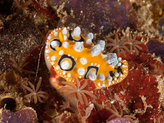 Ocellate Phyllidia (Phyllidia ocellata) at Torpedo Point