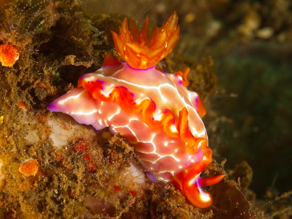 Magical Hypselodoris - Nudi Falls, Sulawesi, Indonesia