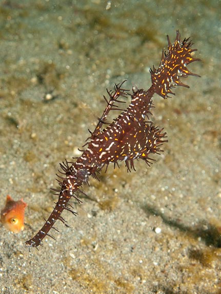 Ornate Ghost Pipefish at Air Banjo 3