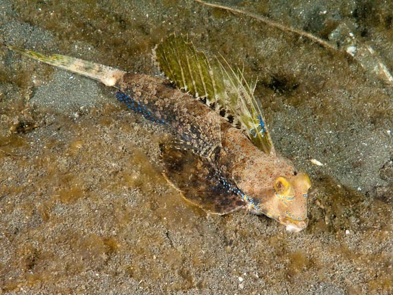 Dragonet at Air Banjo 2