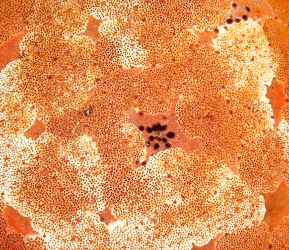 Closeup of Seastar at Makawidi