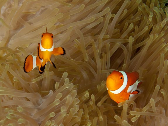 False Clown Anemonefish at Shahaung East